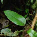 Elaphoglossum lanceiforme