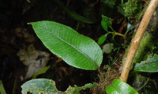 Elaphoglossum lanceiforme