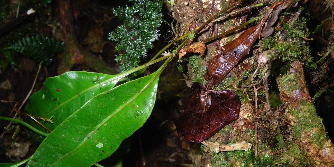 Elaphoglossum latifolium