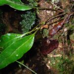 Elaphoglossum latifolium