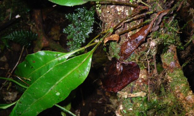 Elaphoglossum latifolium