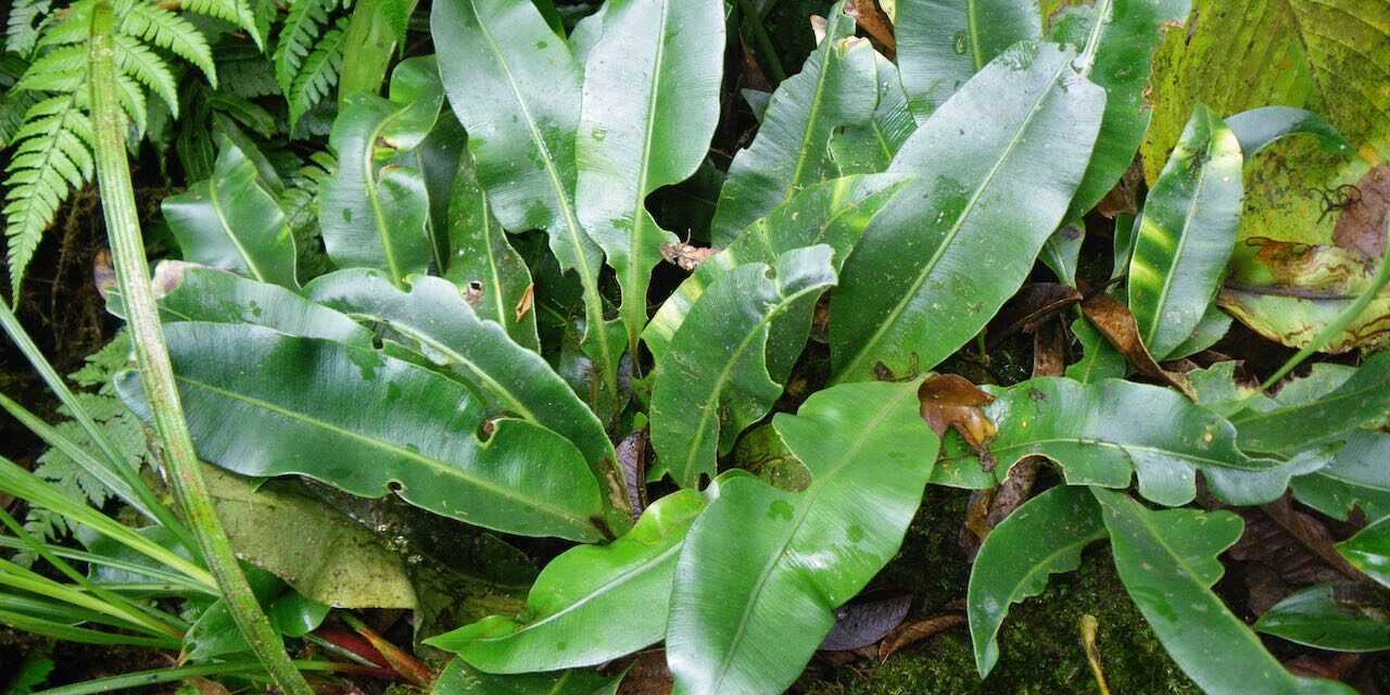 Elaphoglossum latifolium