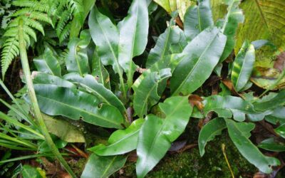 Elaphoglossum latifolium