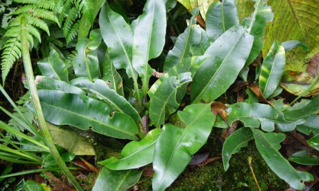 Elaphoglossum latifolium