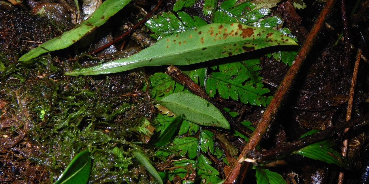 Elaphoglossum longicrure