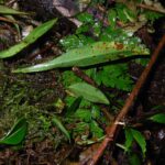 Elaphoglossum longicrure