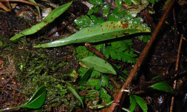 Elaphoglossum longicrure