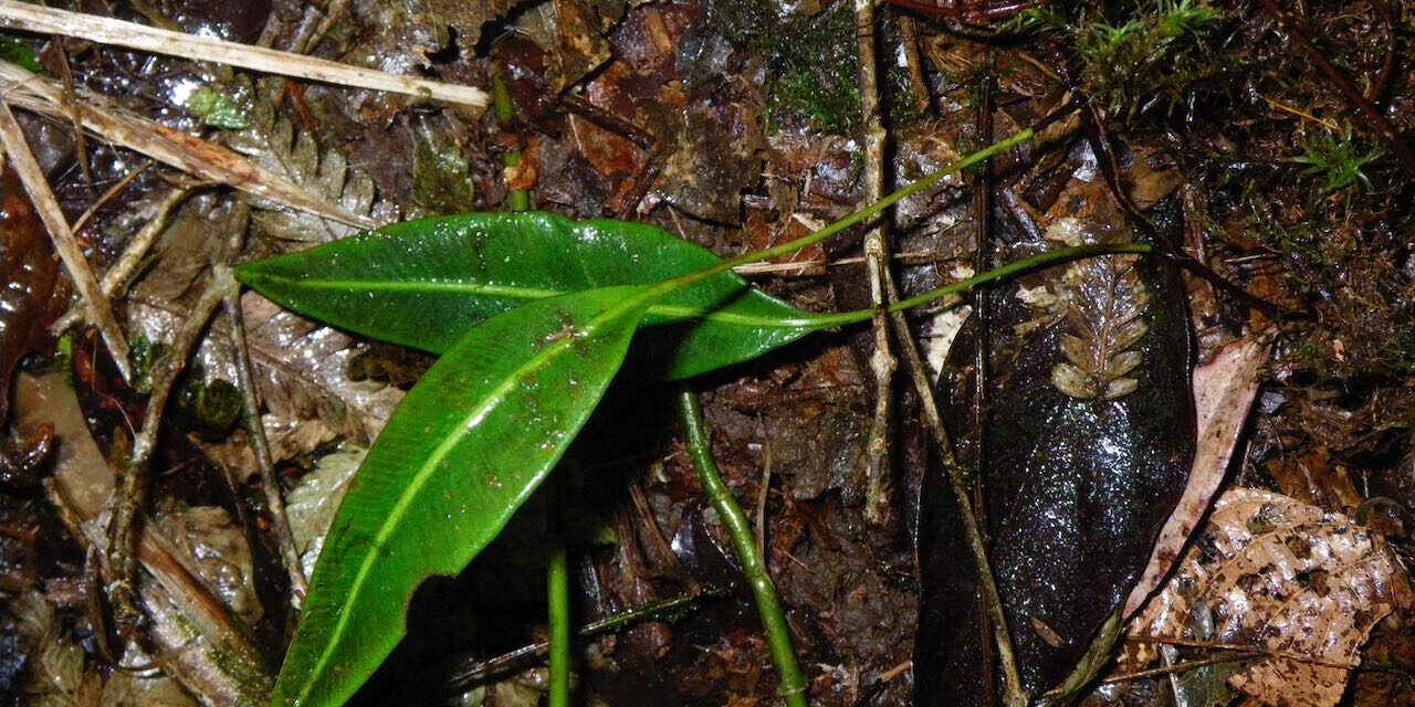 Elaphoglossum mitorrhizum