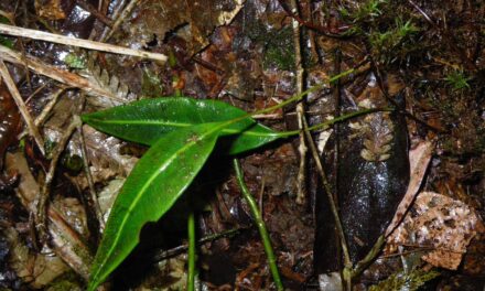 Elaphoglossum mitorrhizum