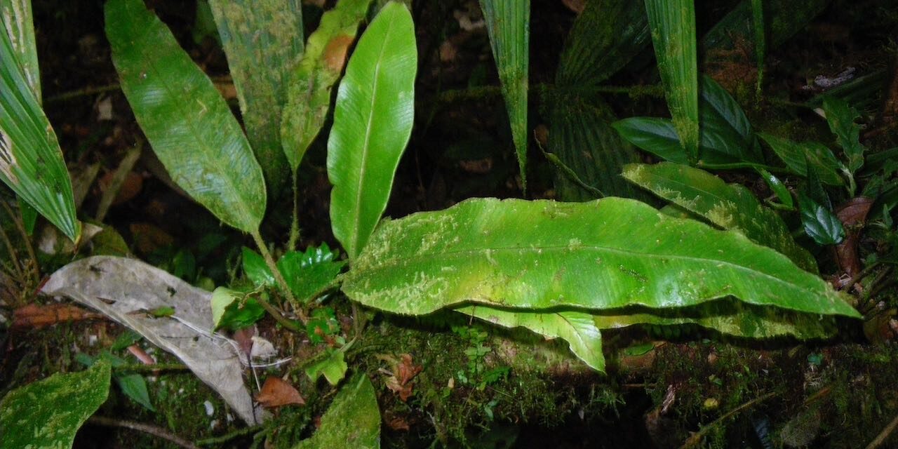 Elaphoglossum phoras