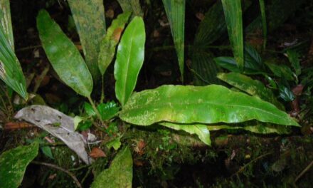 Elaphoglossum phoras