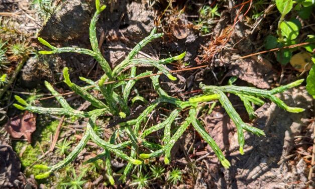 Diphasiastrum complanatum