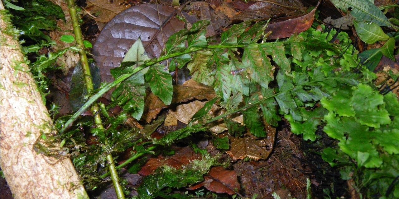 Hymenasplenium volubile