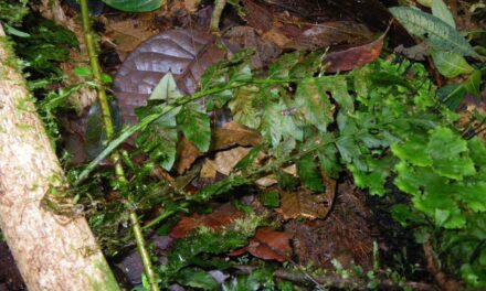 Hymenasplenium volubile