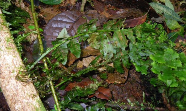 Hymenasplenium volubile