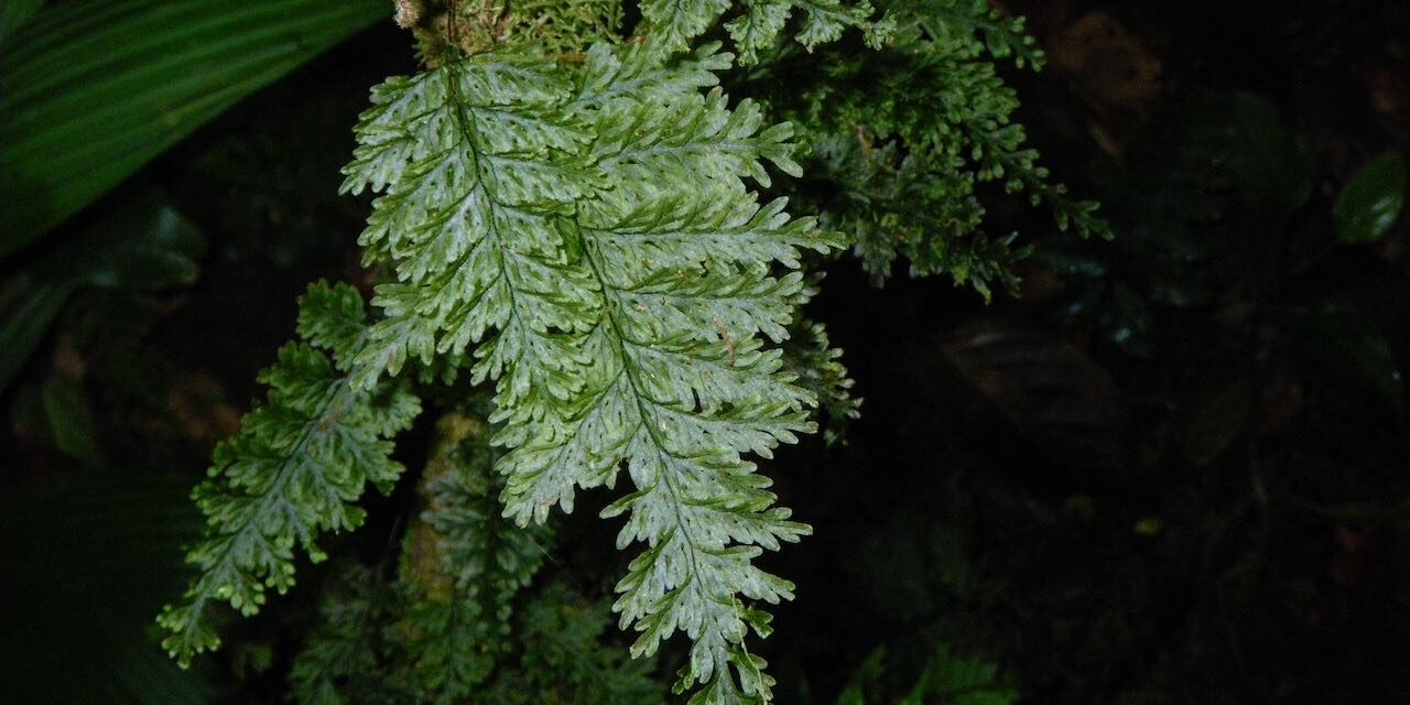 Hymenophyllum consanguineum