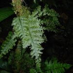 Hymenophyllum consanguineum