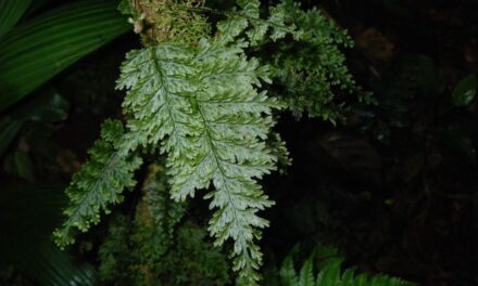 Hymenophyllum consanguineum