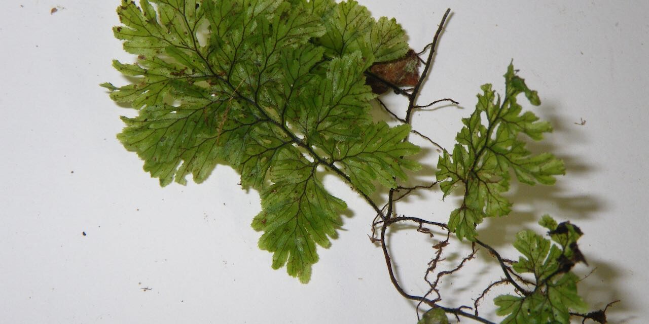 Hymenophyllum ectocarpon