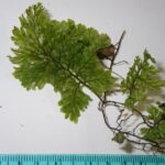 Hymenophyllum ectocarpon