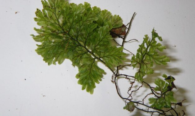 Hymenophyllum ectocarpon