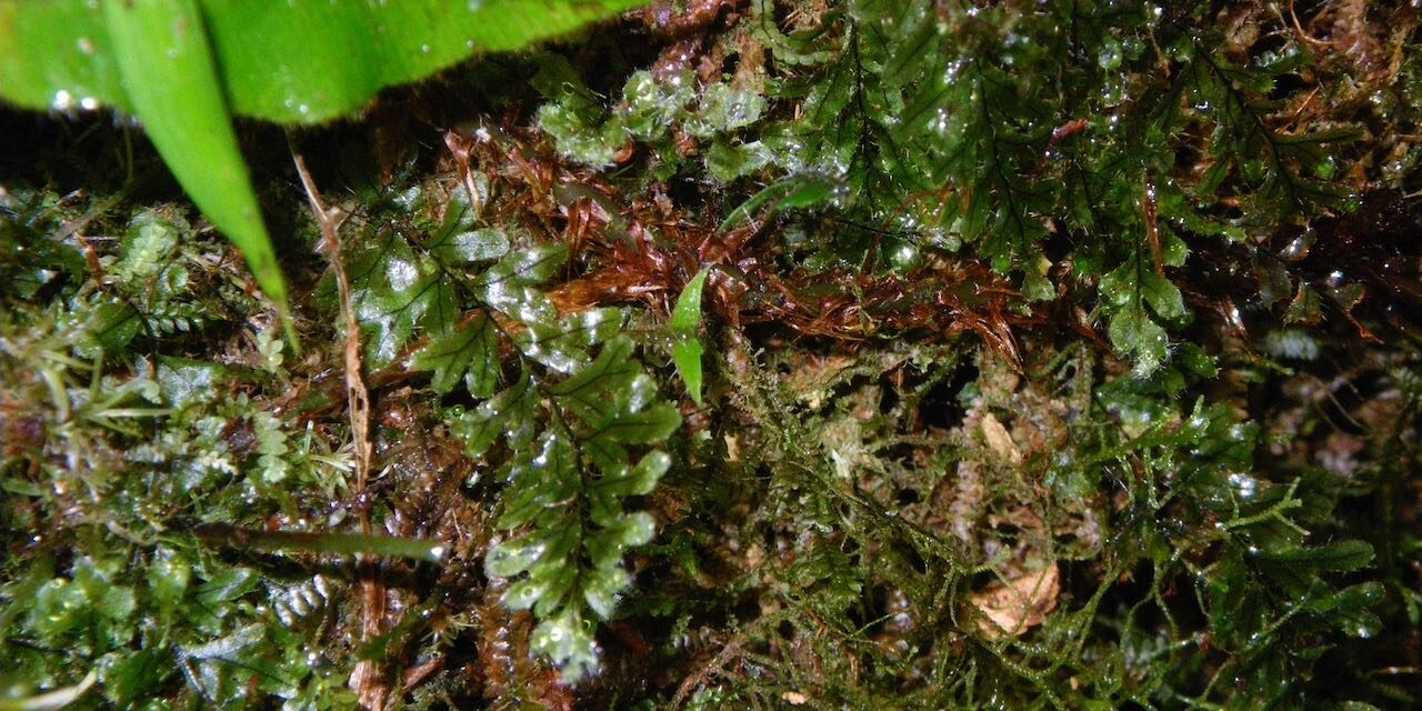 Hymenophyllum elegans