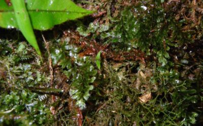 Hymenophyllum elegans