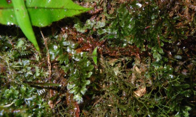 Hymenophyllum elegans