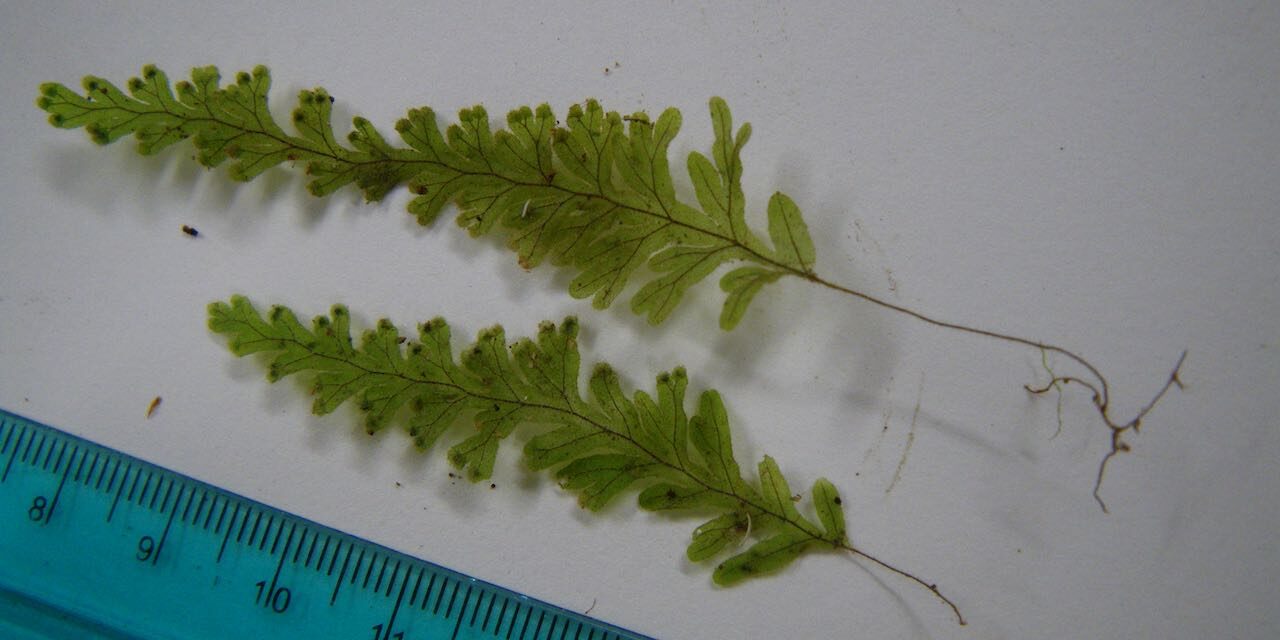 Hymenophyllum fragile