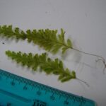 Hymenophyllum fragile