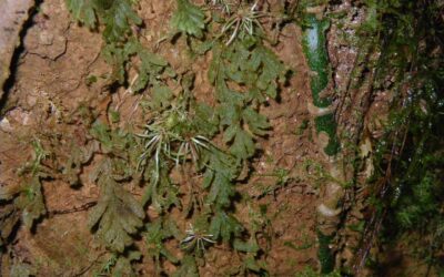 Hymenophyllum fragile