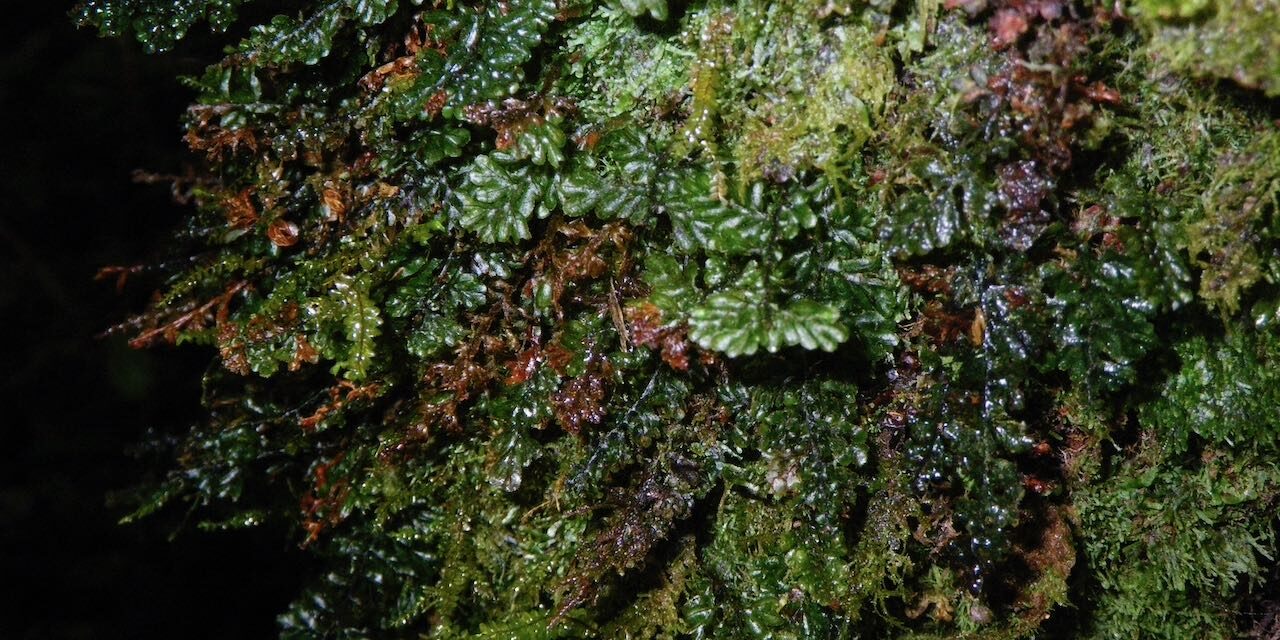 Hymenophyllum hirsutum