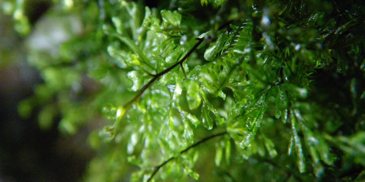 Hymenophyllum lineare