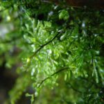 Hymenophyllum lineare