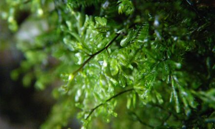 Hymenophyllum lineare