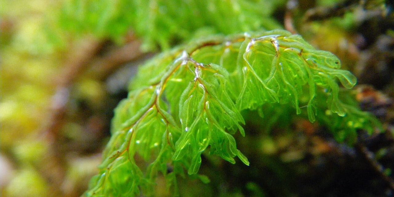 Hymenophyllum myriocarpum