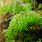 Hymenophyllum myriocarpum