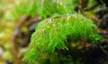 Hymenophyllum myriocarpum