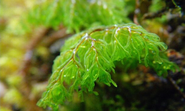 Hymenophyllum myriocarpum