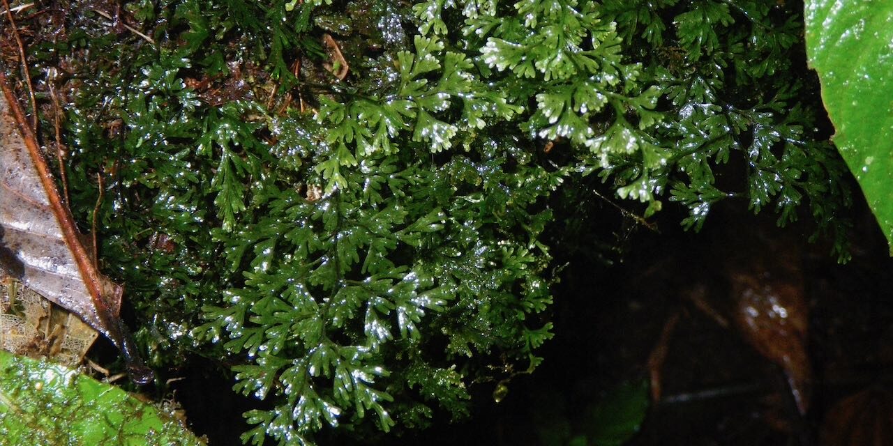Hymenophyllum polyanthos