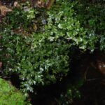 Hymenophyllum polyanthos