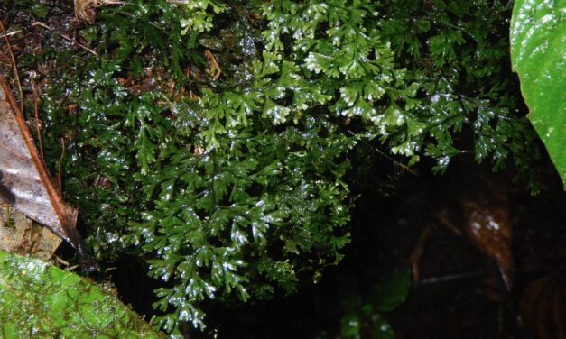 Hymenophyllum polyanthos