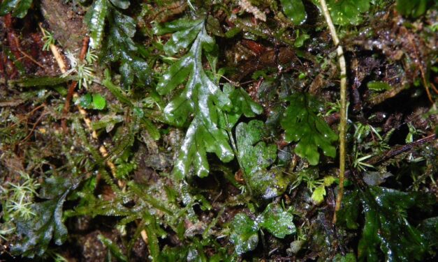 Hymenophyllum semiglabrum