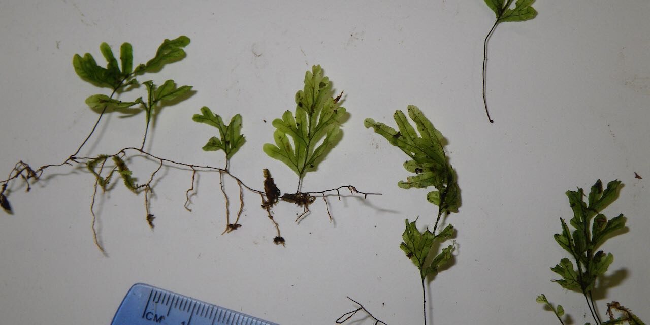 Hymenophyllum semiglabrum