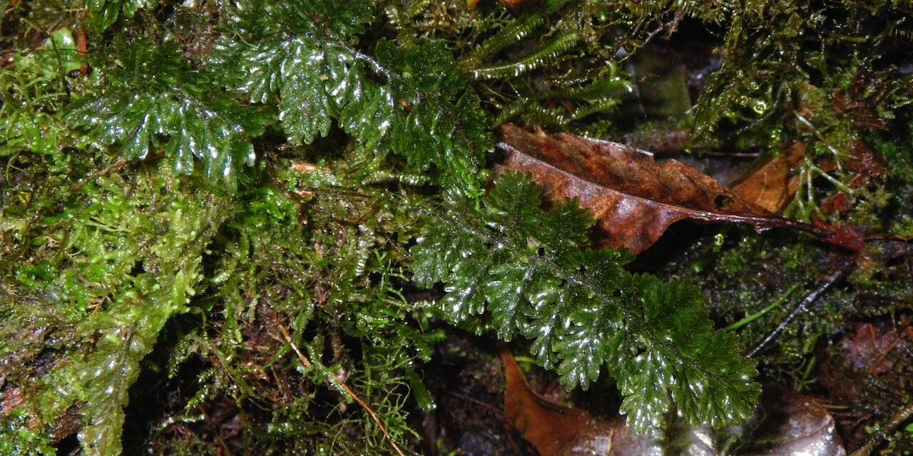 Hymenophyllum trapezoidale