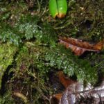 Hymenophyllum trapezoidale