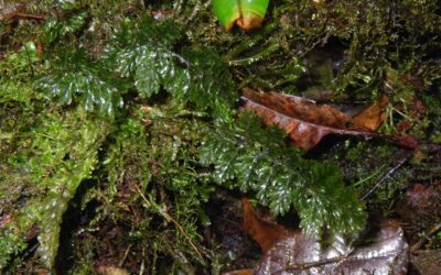 Hymenophyllum trapezoidale