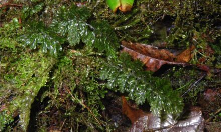 Hymenophyllum trapezoidale