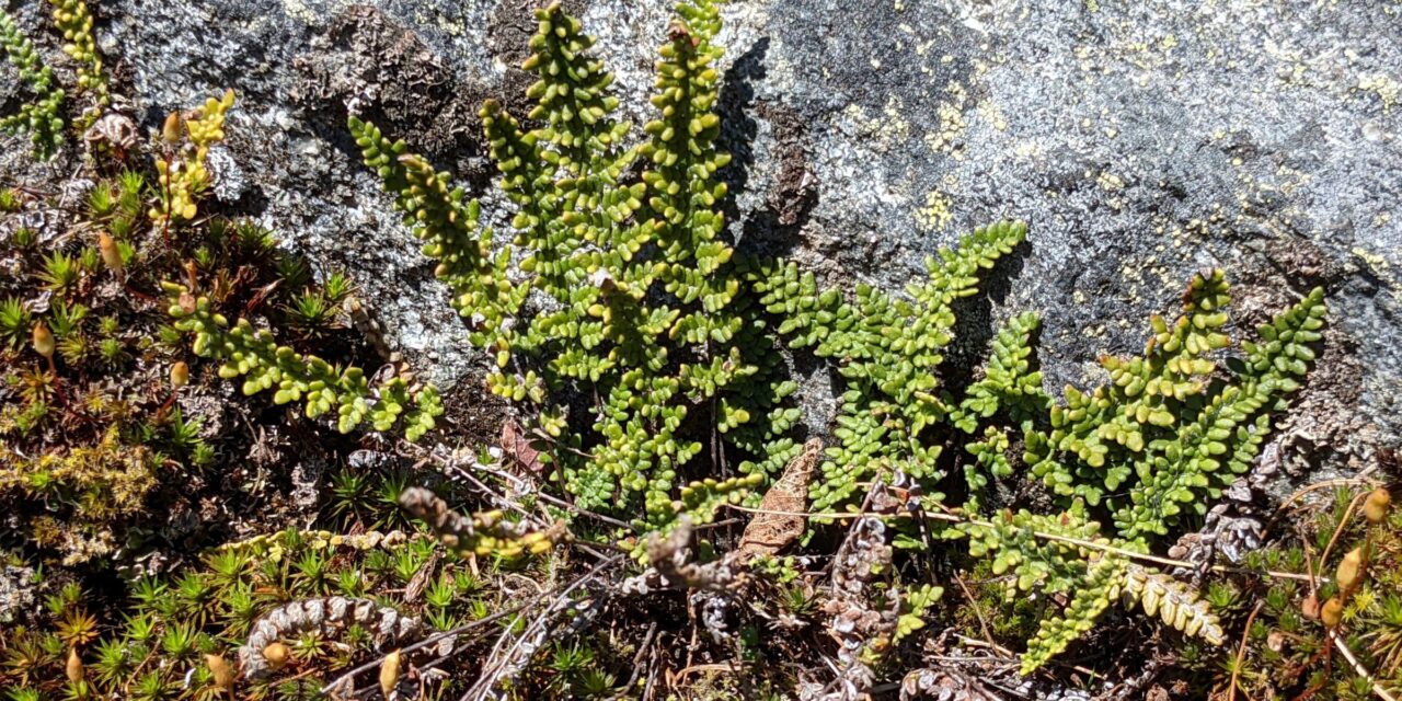 Myriopteris gracillima