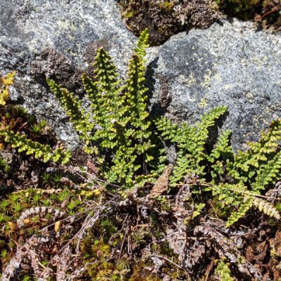 Lace Lip Fern – Myriopteris gracillima – Pteridaceae – Kaniksu National Forest – Myrtle Peak Trail (8) (Myriopteris gracillima)